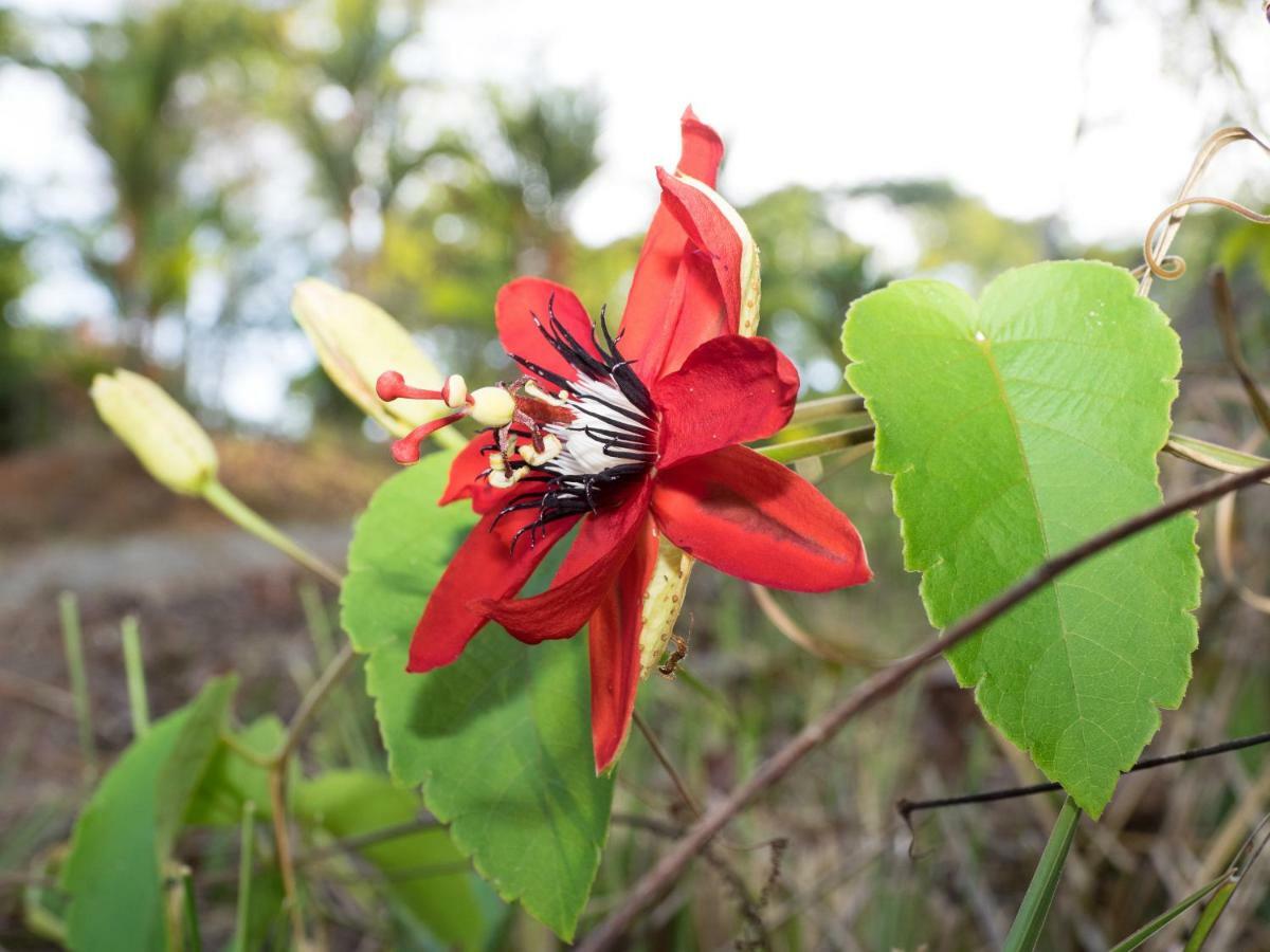 Paradiselodge Jungleguesthouse Platanillo Экстерьер фото